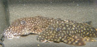 Ancistrus sp. (L309)
