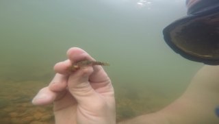 Ancistrus sp. (L352)
