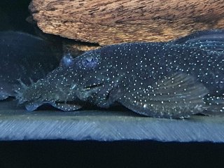 Ancistrus sp. (L359)
