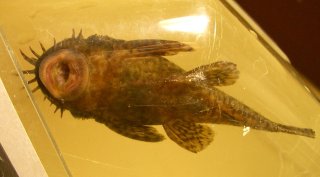 Ancistrus sp. (L393)