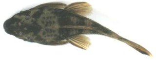 Ancistrus sp. (LDA016)