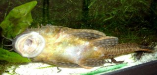 Ancistrus sp. `LOWER RIO NEGRO`