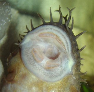 Ancistrus sp. `LOWER RIO NEGRO`