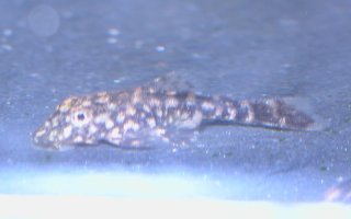 Ancistrus sp. `RIO PARAGUAY`