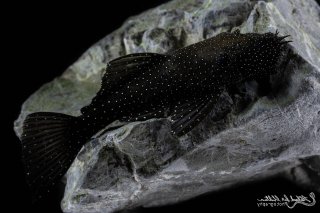 Ancistrus sp. (L071)