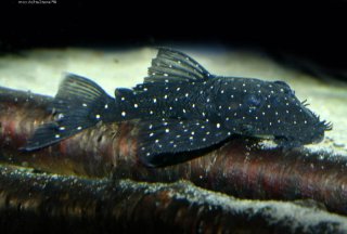 Ancistrus sp. (L107)
