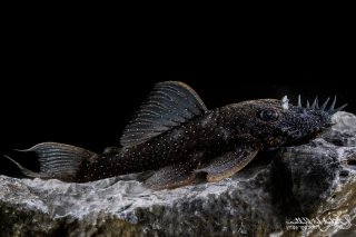 Ancistrus sp. (L107)