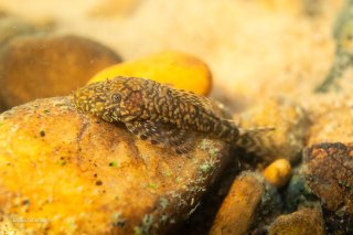 Ancistrus sp. (L352)