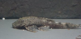 Ancistrus triradiatus