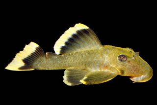 Baryancistrus chrysolomus