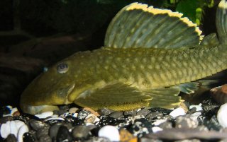 Baryancistrus chrysolomus