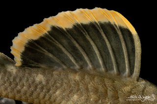 Baryancistrus chrysolomus