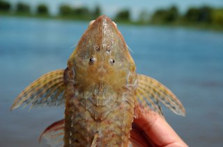 Brochiloricaria chauliodon