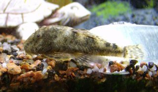 Chaetostoma dorsale