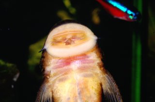 Chaetostoma formosae