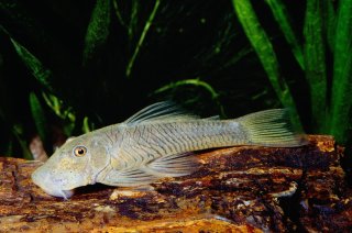 Chaetostoma formosae