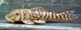 Chaetostoma leucomelas