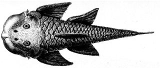 Chaetostoma loborhynchos