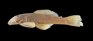 Chaetostoma platyrhynchus