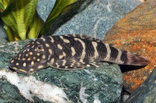 Chaetostoma sacramento