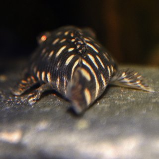 Chaetostoma sacramento