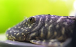 Chaetostoma sacramento