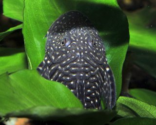 Chaetostoma sacramento