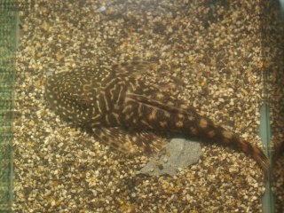 Chaetostoma sacramento