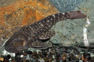 Chaetostoma sacramento
