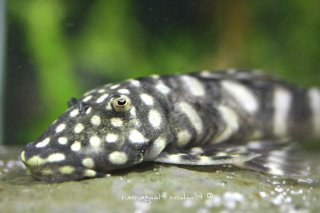 Chaetostoma sacramento
