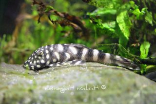 Chaetostoma sacramento