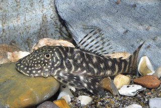 Chaetostoma sacramento