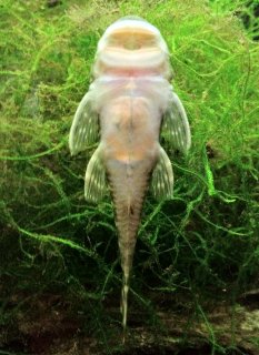 Chaetostoma sacramento