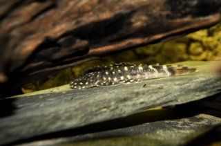 Chaetostoma sp. (L455)