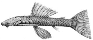 Chaetostoma thomsoni