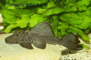 Colossimystax pectegenitor