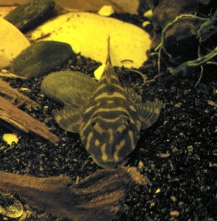 Dekeyseria picta