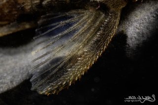 Dekeyseria picta