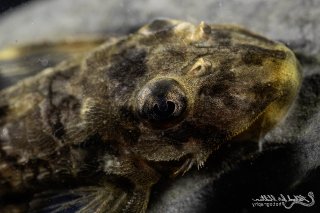 Dekeyseria picta