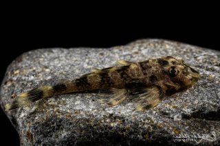 Dekeyseria picta