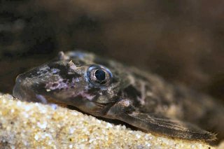 Dekeyseria picta