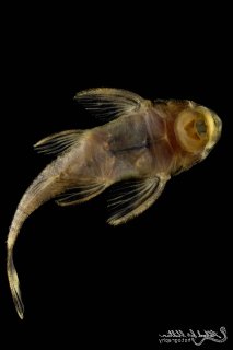 Dekeyseria picta