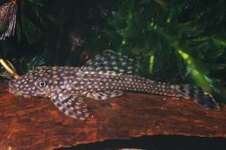 Dekeyseria scaphirhynchus