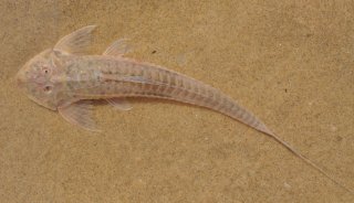 Common member of the genus Dentectus