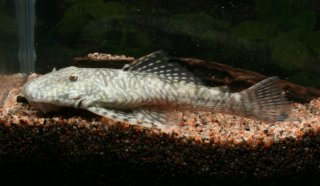 Common member of the genus Dolichancistrus