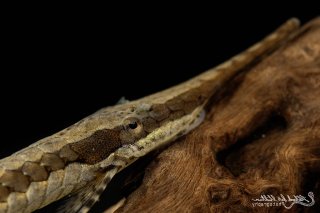 Farlowella vittata