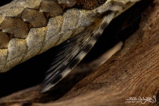 Farlowella vittata
