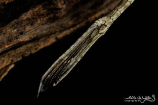 Farlowella vittata