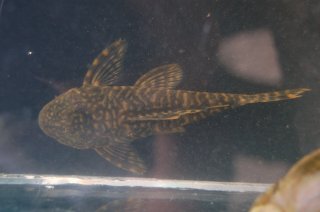 Guyanancistrus brevispinis