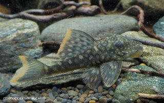 Hemiancistrus guahiborum